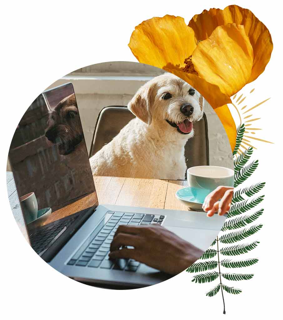 Dog Laptop